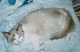 Angel - Warten auf die Geburt