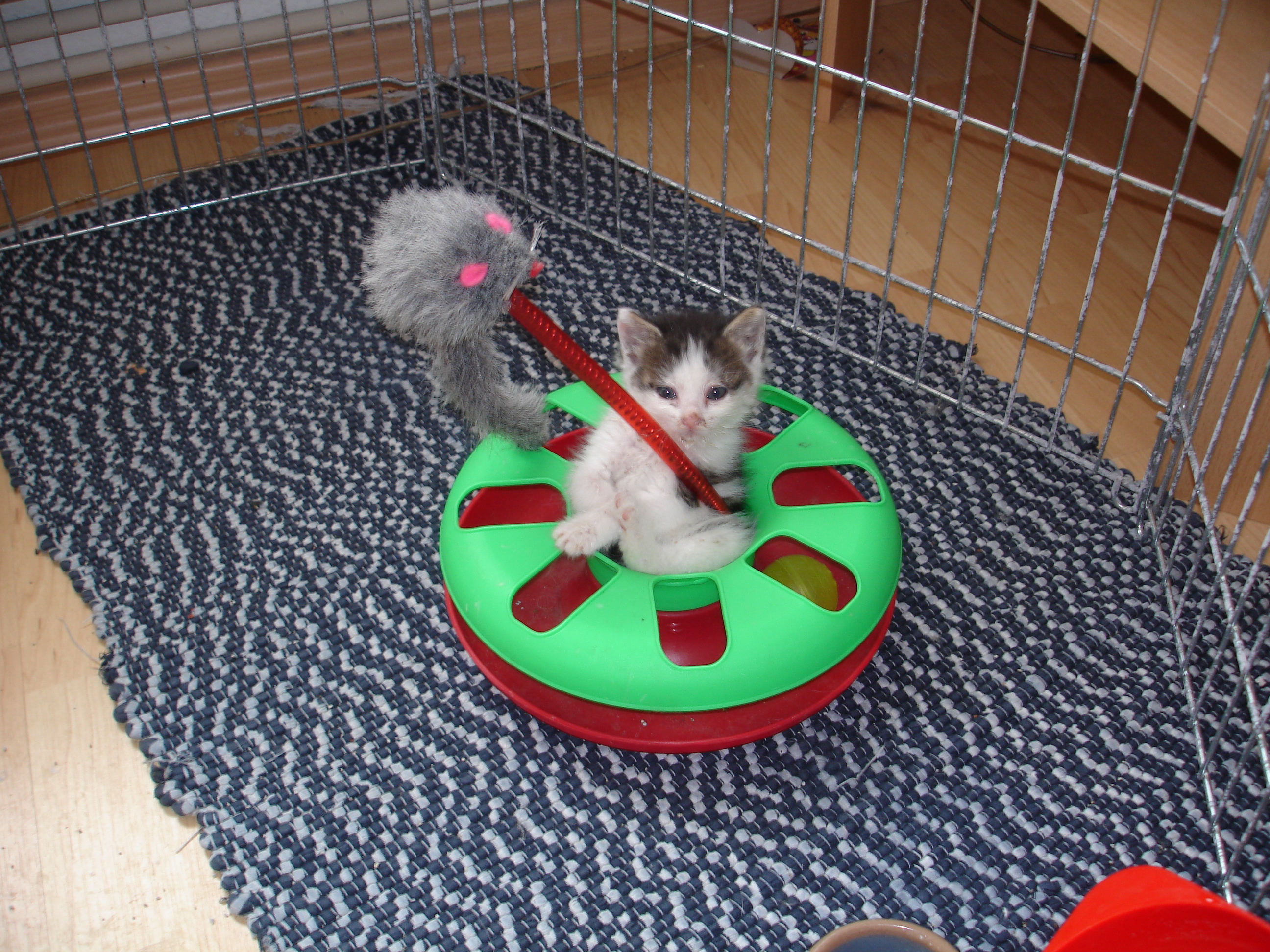 Digicam 23.07.08 042