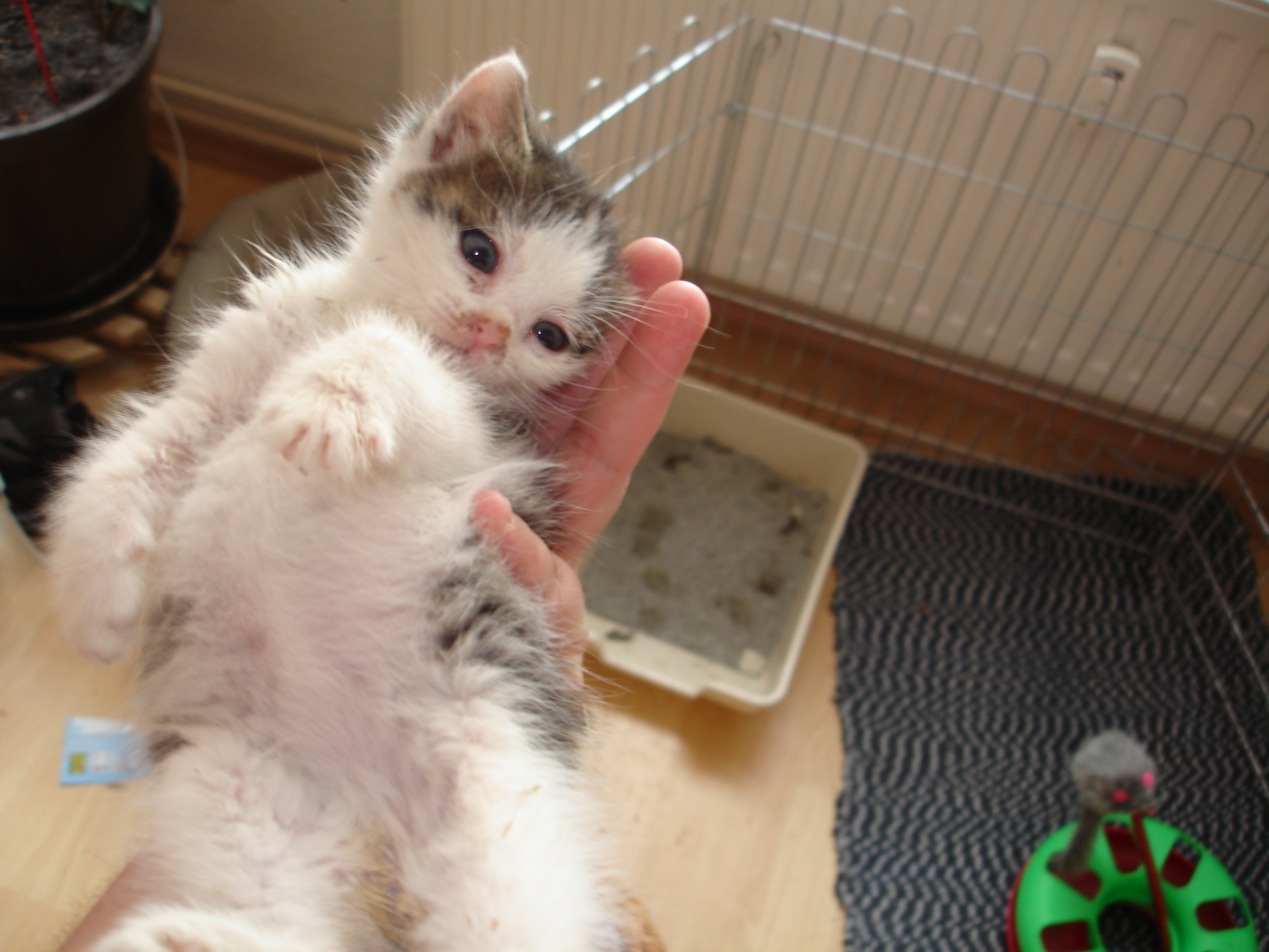 Digicam 23.07.08 045