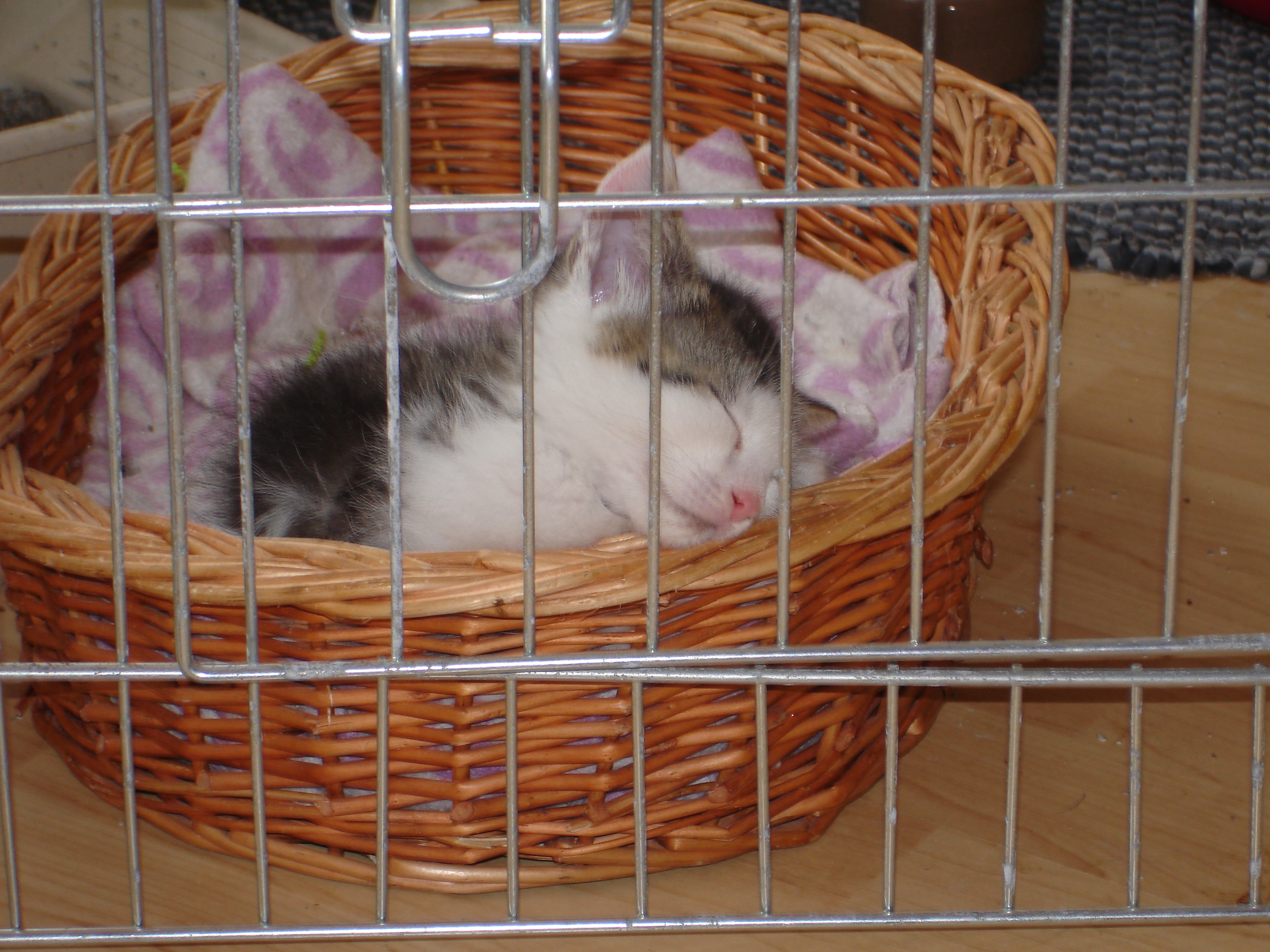 Digicam 23.07.08 047