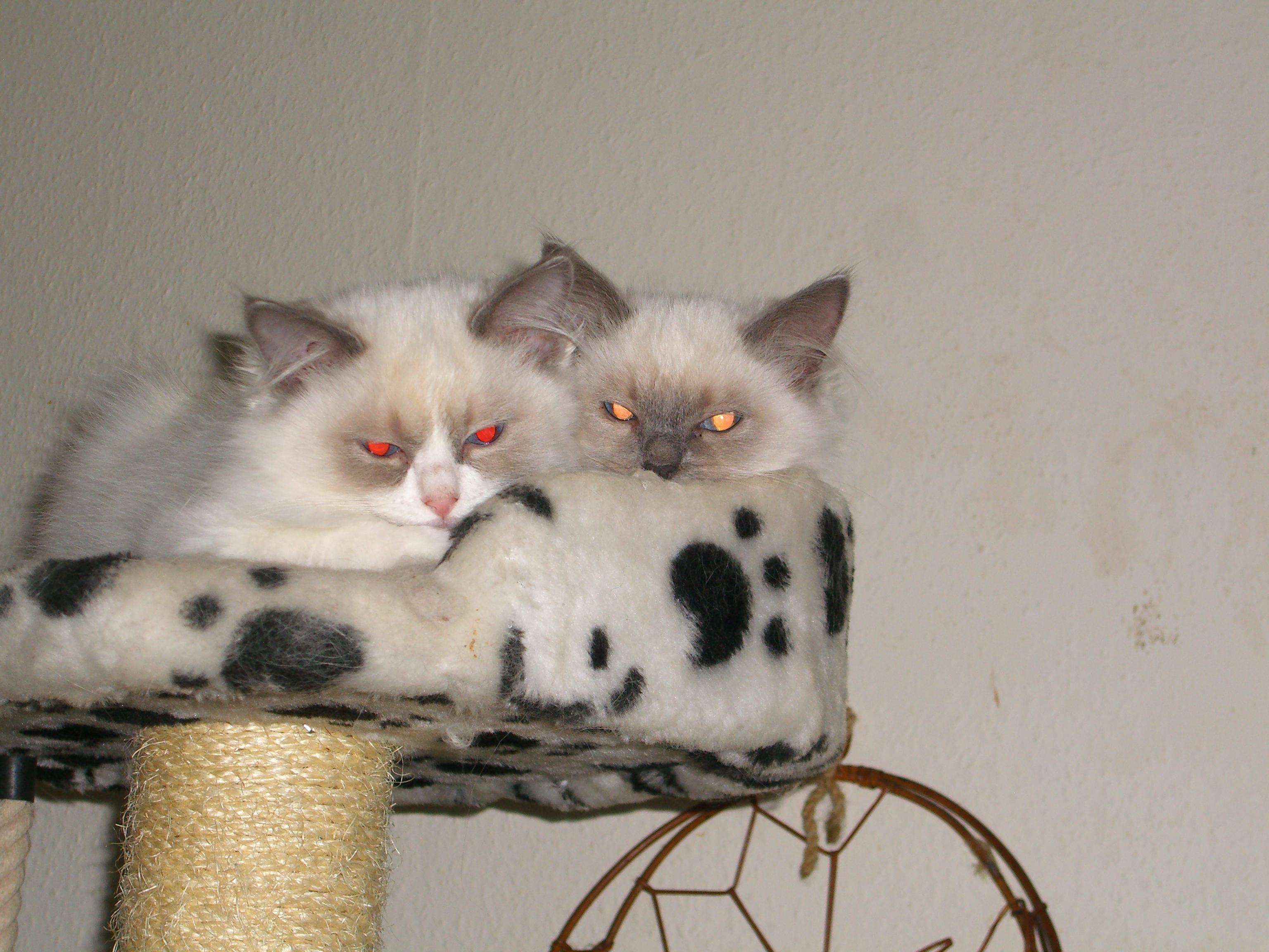 Duchesne und Dallas 03.11.08